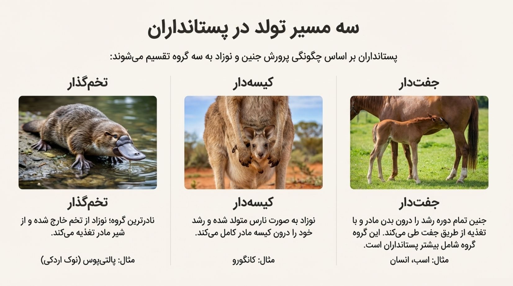 درسنامه فصل 14 جانوران مهره دار (علوم نهم)